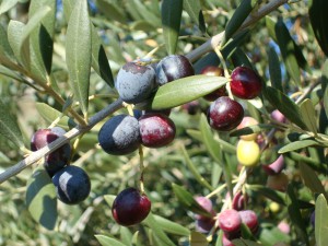 olives